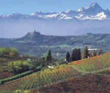 Weinberge, im Hintergrund die Alpen